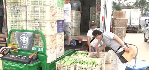 关注菜篮子价格 六月全国蔬菜价格季节性回落
